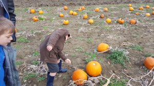 Pumpkin Picking