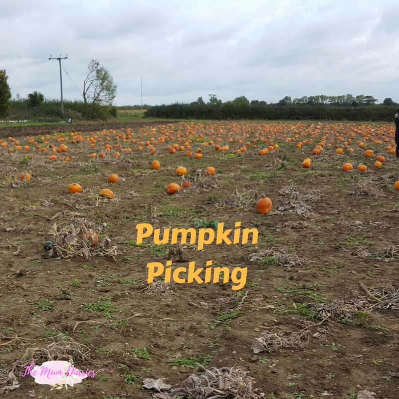 Pumpkin Picking