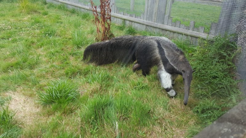 Hamerton Zoo Park