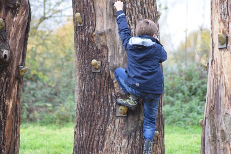 Boy climbing a tree