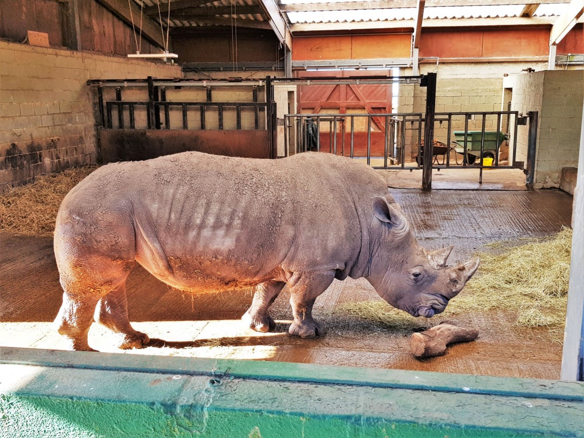 Whipsnade Zoo