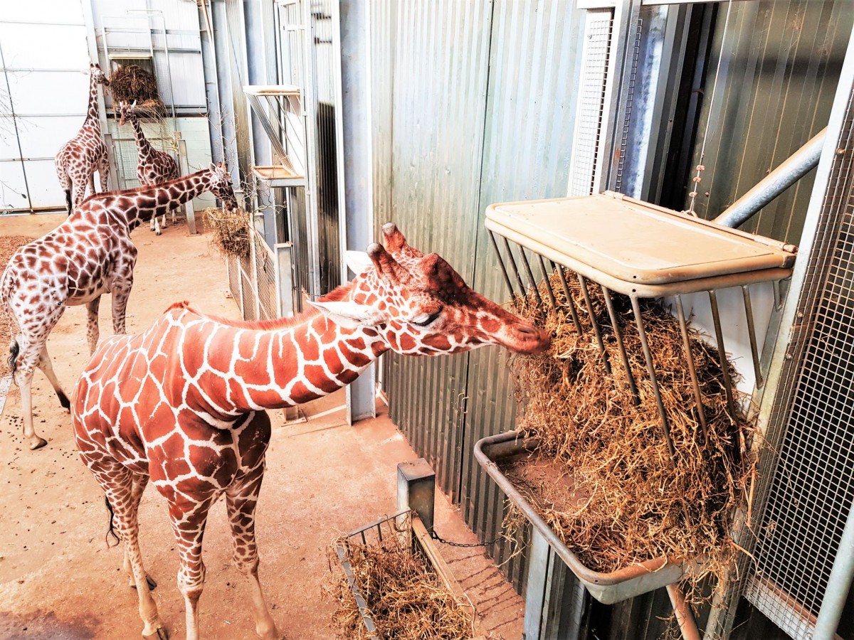 Whipsnade Zoo