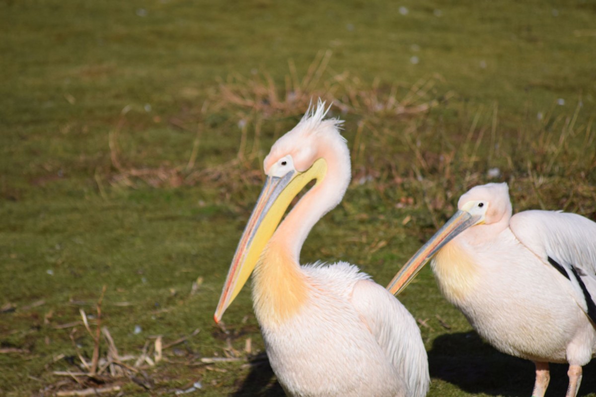 Whipsnade Zoo