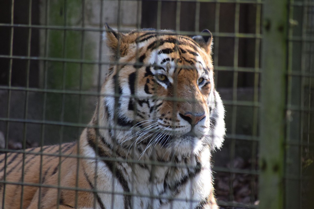 Whipsnade Zoo