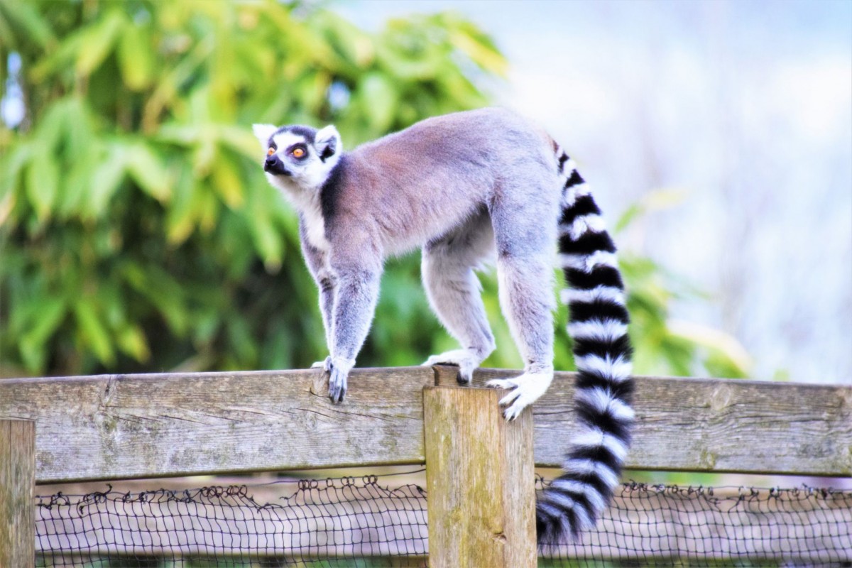 Whipsnade Zoo