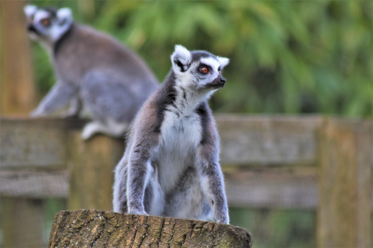 Whipsnade Zoo