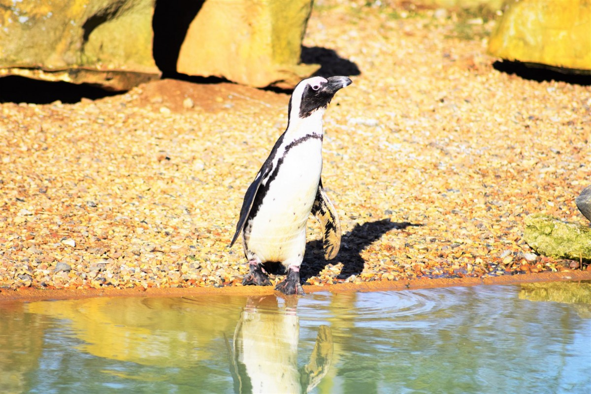 Whipsnade Zoo