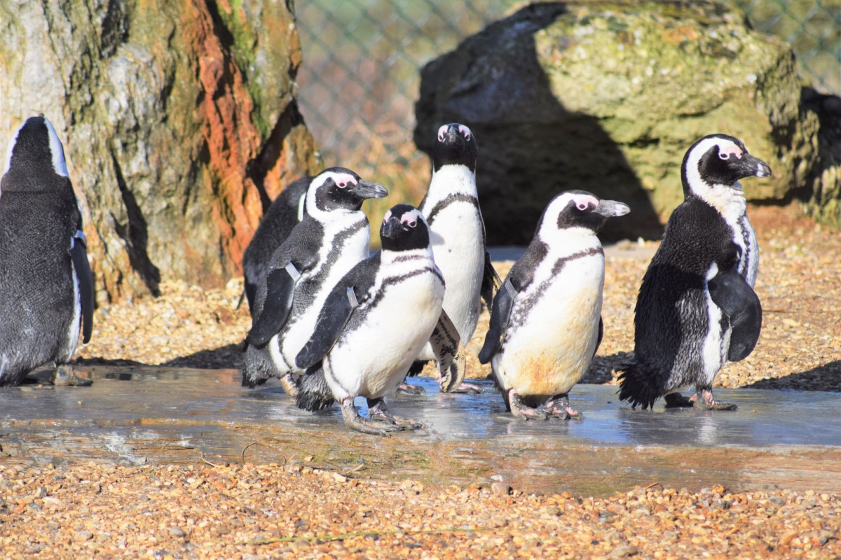 Whipsnade Zoo