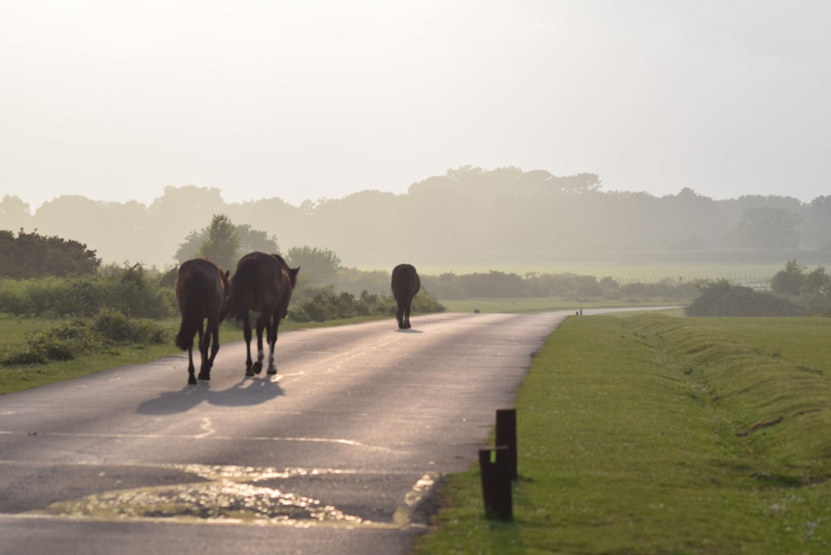 Holmsley Camping and Caravanning Club Site