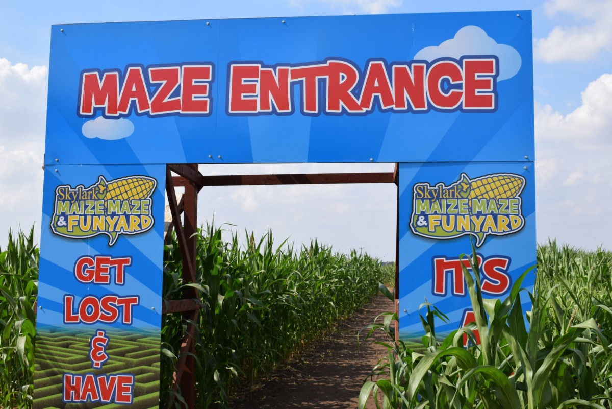 Skylark Maize Maze