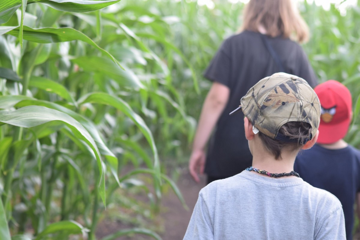 Skylark Maize Maze