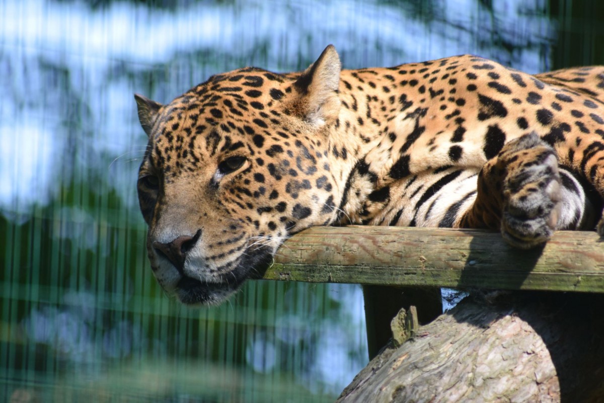 Jaguar at Amazona Zoo